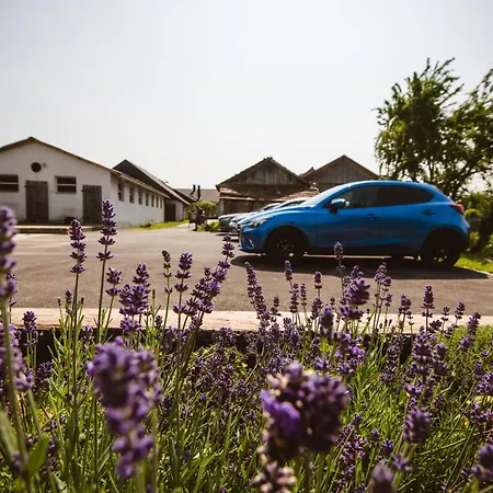 アパート Chonky Cat *