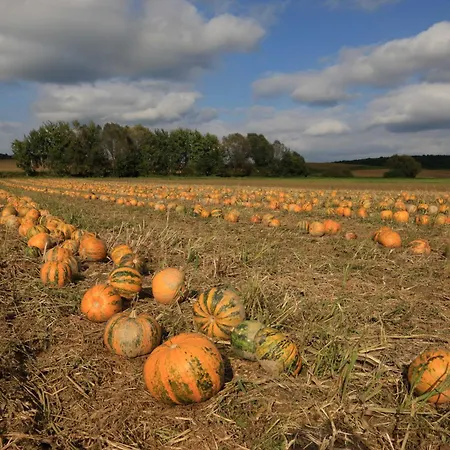 Chonky Cat Moravske-Toplice