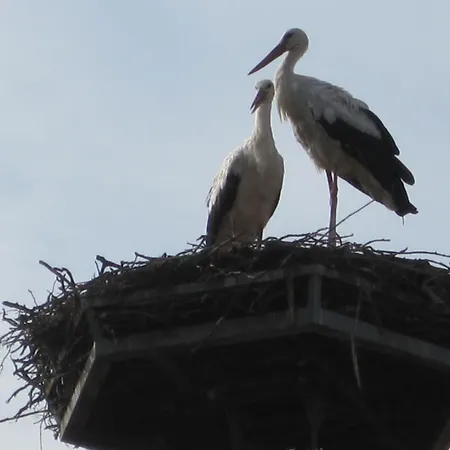 Chonky Cat * Моравске-Топлице