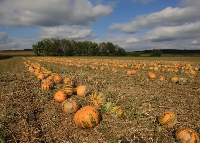 Chonky Cat 摩拉瓦托普利采