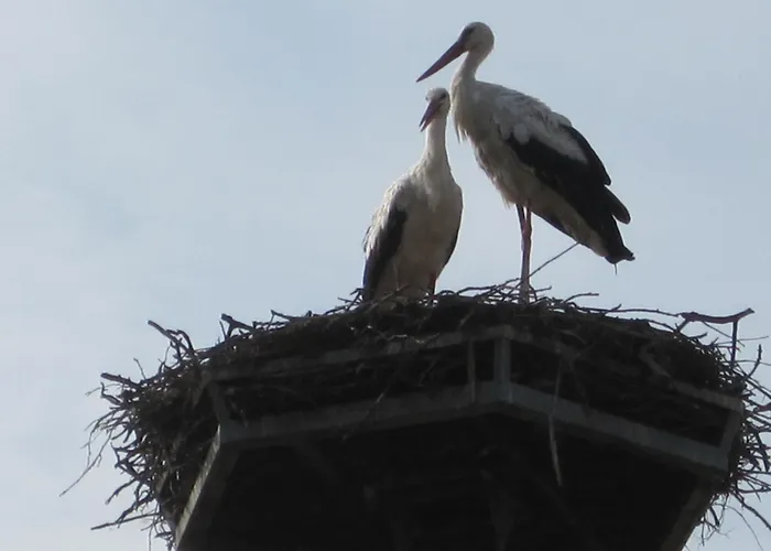 Chonky Cat * مورفسكه تيبليتسه